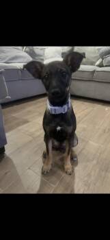 Belgian Shepherd Malinois Dogs Available for Adoption - Athena  | PetCurious