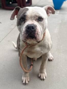 Pit Bull Terrier and Mixed Breed Dogs Available for Adoption in King William, Virginia - Mickey | PetCurious