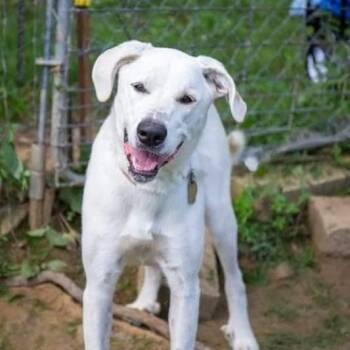 Rescue Great Pyrenees and Great Dane Dogs for Adoption in Lancaster, Ohio - Amara | PetCurious