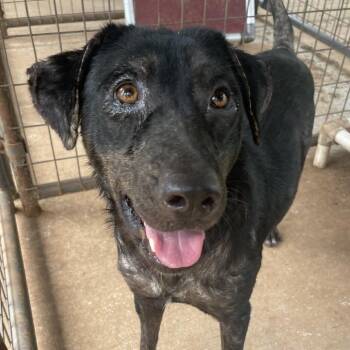 Destiny -  Black Labrador Retriever and Hound Dog for Adoption in Stillwater, Oklahoma - Destiny | PetCurious