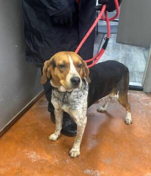 Rescue Hound Dogs for Adoption in Buckhannon, West Virginia - NELSON | PetCurious