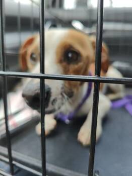 Jack Russell Terrier and Dachshund Dogs Available for Adoption - Ike | PetCurious
