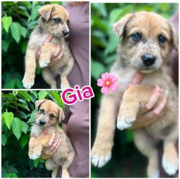 Gia -  Terrier and Australian Shepherd Dog for Adoption in Byrdstown, Tennessee - Gia | PetCurious