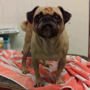 IVHS-stray-140233 -  Pug Dog for Adoption in San Gabriel, California - IVHS-stray-140233 | PetCurious