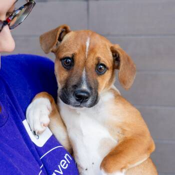 Blackberry -  Cattle Dog and Mixed Breed Dog Available for Adoption in New York, New York - Blackberry | PetCurious