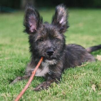 Thistle -  Terrier Dog for Adoption in Wake Forest, North Carolina - Thistle | PetCurious