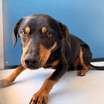 Hound and Dachshund Dogs Available for Adoption in Greenville, South Carolina - Pluto | PetCurious