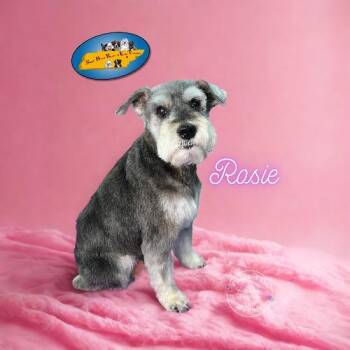 Rosie -  Schnauzer Dog for Adoption in Knoxville, Tennessee - Rosie | PetCurious
