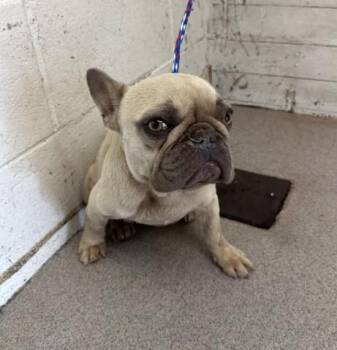 LONDON -  French Bulldog Dog for Adoption in San Bernardino, California - LONDON | PetCurious