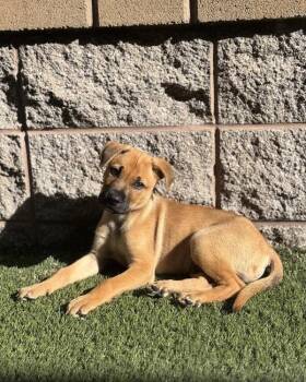 German Shepherd Dog Dogs Available for Adoption in Novato, California - Jarvis | PetCurious