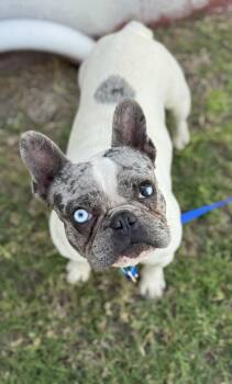 French Bulldog Dogs Available for Adoption - Frankie | PetCurious