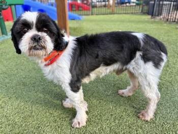 Shih Tzu Dogs Available for Adoption - MAX | PetCurious