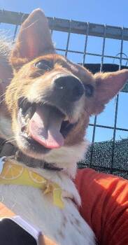 Lilly (Clarencina) -  Australian Cattle Dog Blue Heeler and Terrier Dog Available for Adoption in New Braunfels, Texas - Lilly (Clarencina) | PetCurious