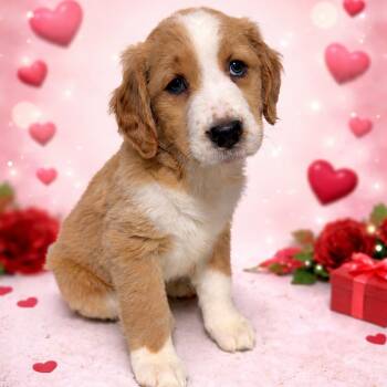 Golden Retriever and Bernese Mountain Dog Dogs Available for Adoption - Breezy | PetCurious