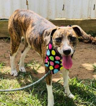 Magnolia $85 -  Hound and Mixed Breed Dog for Adoption in Seneca, South Carolina - Magnolia $85 | PetCurious