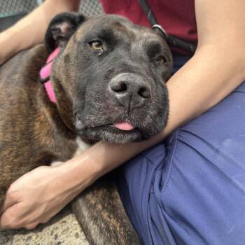 Mixed Breed Dogs Available for Adoption in Charleston, West Virginia - Sera | PetCurious
