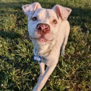 Pit Bull Terrier Dogs Available for Adoption in Wake Forest, North Carolina - Ed | PetCurious