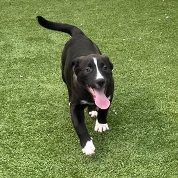 Labrador Retriever and Mixed Breed Dogs Available for Adoption in Bedford, New Hampshire - Cayce | PetCurious