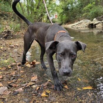 Rescue Labrador Retriever Dogs for Adoption in Calera, Alabama - Powder | PetCurious
