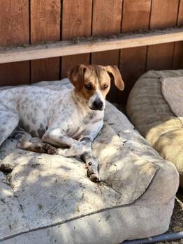 Rescue Catahoula Leopard Dog Dogs for Adoption in Los Angeles, California - Gino | PetCurious