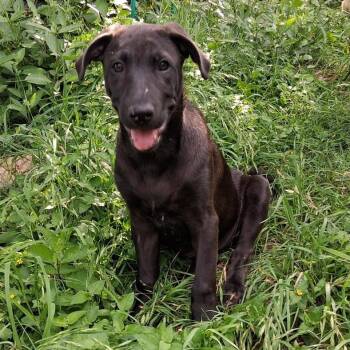 German Shepherd Dog and Great Pyrenees Dogs Available for Adoption in Austin, Texas - Phoenix GC | PetCurious