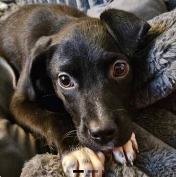 Anita -  Mixed Breed Dog for Adoption in Homewood, Illinois - Anita | PetCurious