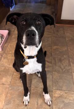Lola -  American Staffordshire Terrier and Boxer Dog for Adoption in Brunswick, Ohio - Lola | PetCurious