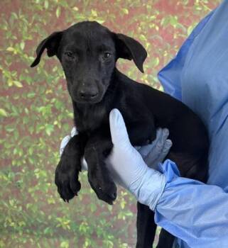 Bronson -  Labrador Retriever and Mixed Breed Dog for Adoption in San Antonio, Texas - Bronson | PetCurious