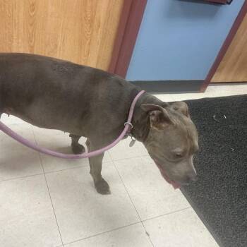 Bertha -  Pit Bull Terrier Dog for Adoption in Saint Joseph, Missouri - Bertha | PetCurious