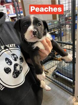 Mixed Breed Dogs Available for Adoption - E Peaches | PetCurious