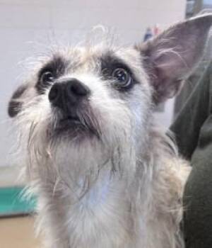 Blossom -  Shih Tzu and Chihuahua Dog for Adoption in Brenham, Texas - Blossom | PetCurious