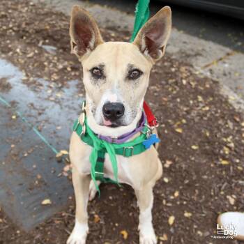 Rescue Shepherd Dogs for Adoption in Washington, District Of Columbia - Penelope | PetCurious