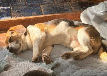 Beagle and Pug Dogs Available for Adoption in Overland Park, Kansas - Peanut - Fostered In SE Nebraska | PetCurious