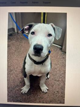 Rescue Pit Bull Terrier Dogs for Adoption in Aurora, Illinois - Casper | PetCurious