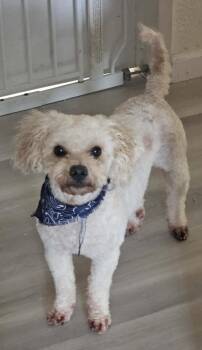 Duke -  Miniature Poodle Dog for Adoption in Galt, California - Duke | PetCurious