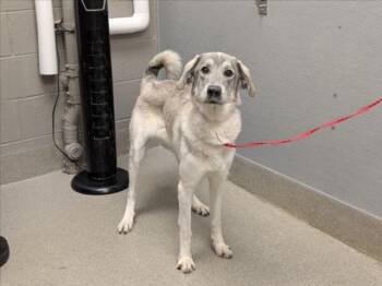 CECELIA -  Great Pyrenees Dog for Adoption in Las Vegas, Nevada - CECELIA | PetCurious