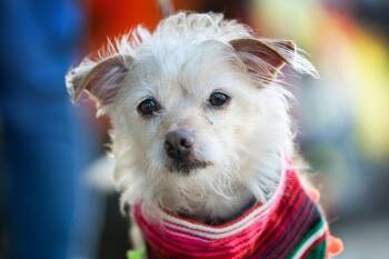 Terrier Dogs Available for Adoption - Mango | PetCurious