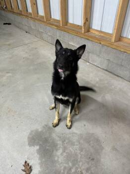 German Shepherd Dog Dogs Available for Adoption - Roscoe | PetCurious