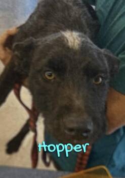 Rescue Terrier Dogs for Adoption in Las Vegas, Nevada - Hopper | PetCurious