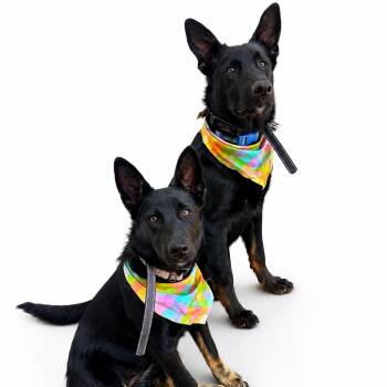 Theo/Courtesy Post -  Dutch Shepherd and German Shepherd Dog Dog for Adoption in Long Beach, California - Theo/Courtesy Post | PetCurious