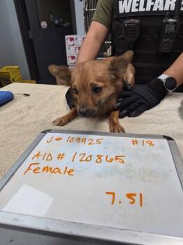 Pen 222 -  Dachshund and Chihuahua Dog for Adoption in Lawrenceville, Georgia - Pen 222 | PetCurious