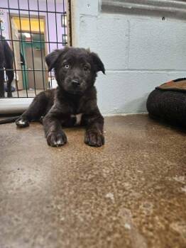 Odin -  Australian Shepherd Dog for Adoption in Deerfield, Wisconsin - Odin | PetCurious