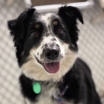 Natasha -  Australian Shepherd Dog for Adoption in Portland, Oregon - Natasha | PetCurious