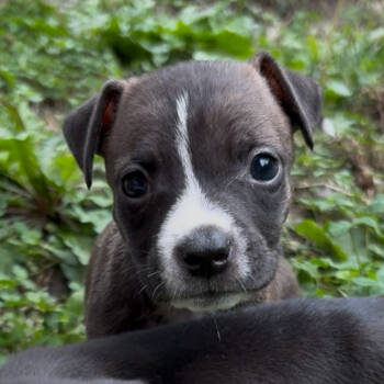 Rescue Pit Bull Terrier Dogs for Adoption in Durham, North Carolina - Daisy | PetCurious