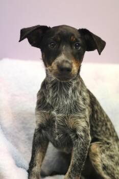 Laney in NH. Come Meet our Adoptable Dogs Wednesday-Saturday. Mo -  Australian Cattle Dog Blue Heeler Dog for Adoption in Manchester, New Hampshire - Laney In NH. Come Meet Our Adoptable Dogs Wednesday-Saturday. Mo | PetCurious