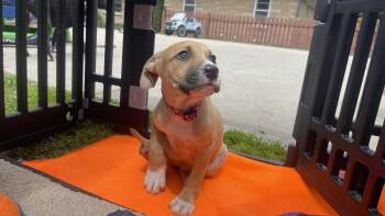 Black Mouth Cur and Mixed Breed Dogs Available for Adoption in Clinton, Wisconsin - Brea | PetCurious