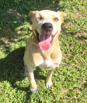 SUNNY -  Labrador Retriever and Mixed Breed Dog for Adoption in Houston, Texas - SUNNY | PetCurious