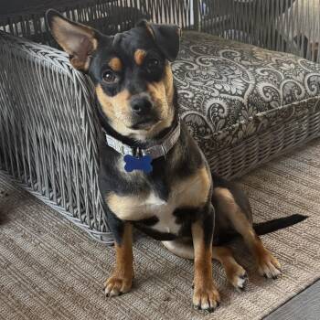 Chase -  Black And Tan Coonhound and Terrier Dog for Adoption in Potomac, Maryland - Chase | PetCurious