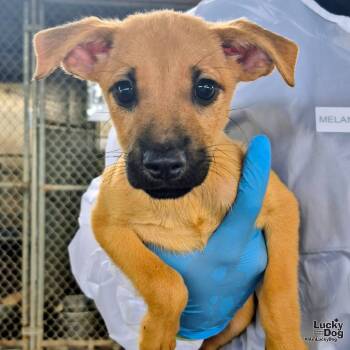 Rescue Shepherd and Spaniel Dogs for Adoption in Washington, District Of Columbia - BonBon | PetCurious