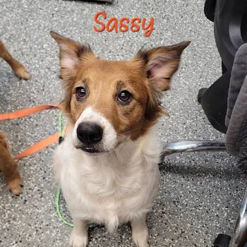 Spaniel and Mixed Breed Dogs Available for Adoption in Parkersburg, West Virginia - Sassy | PetCurious
